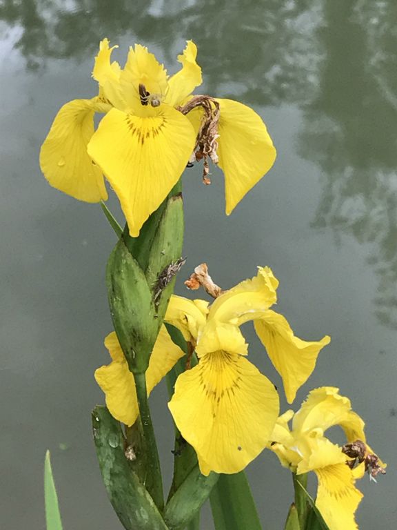 Wild iris - grows along the canal